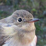 Mindre flugsnappare, Sundre 20120829